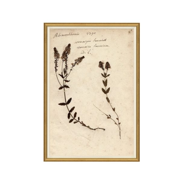Pressed Floral II For Discount